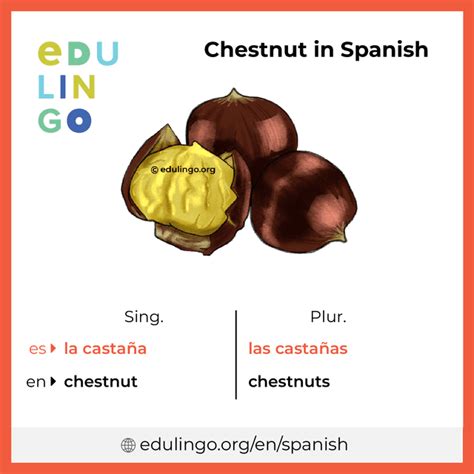 chestnut traduction|chestnut in french translation.